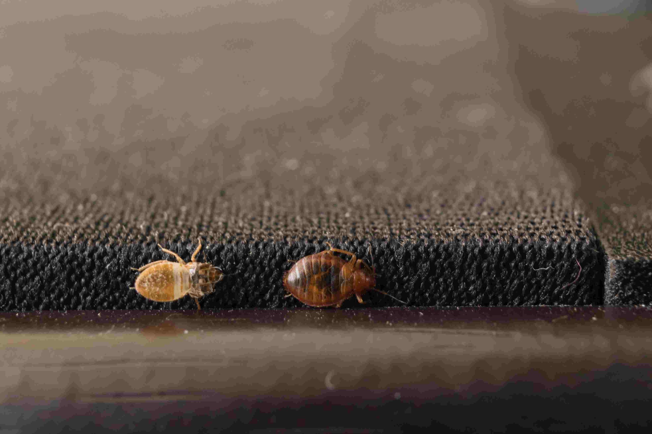 mattress early bed bugs